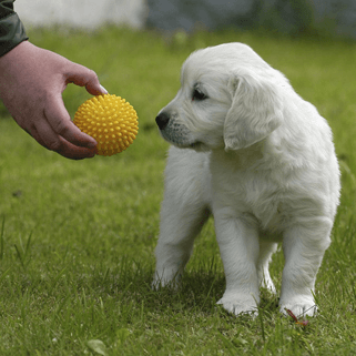 犬の言うことを聞く訓練の仕方(犬を訓練する6つの方法) - aspett